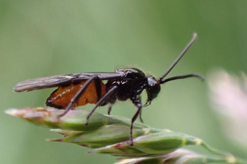 Braconinae